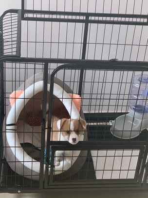 狗笼