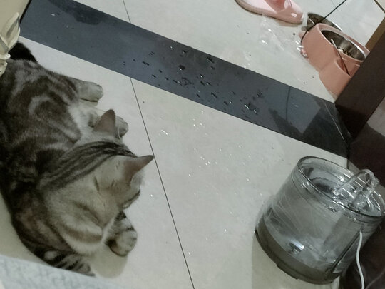 宠物饮水机