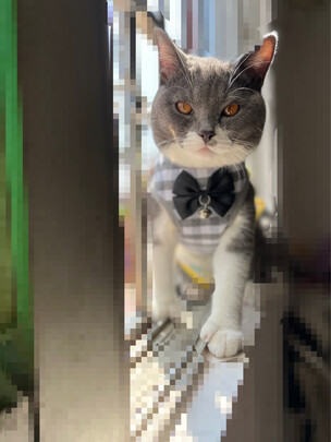 猫咪手术服