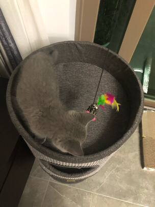猫爬架