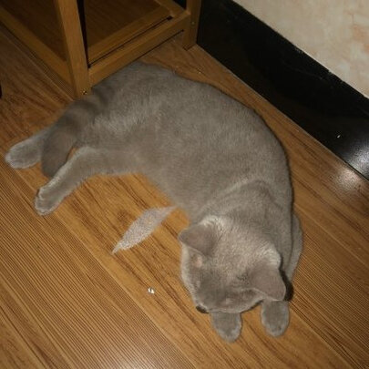 猫包