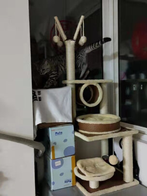 猫爬架