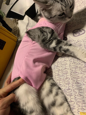 猫咪手术服
