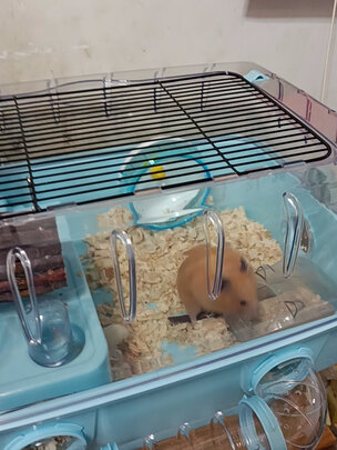 仓鼠水壶