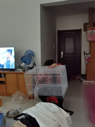 兔笼子