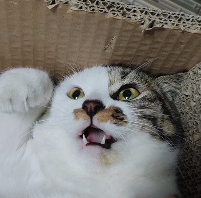 猫砂盆