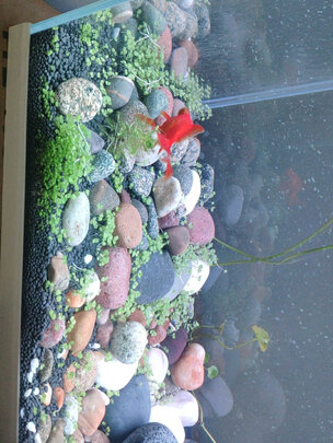 水草泥