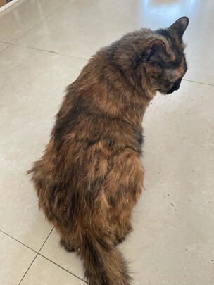 猫零食