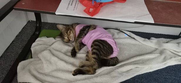 猫咪手术服