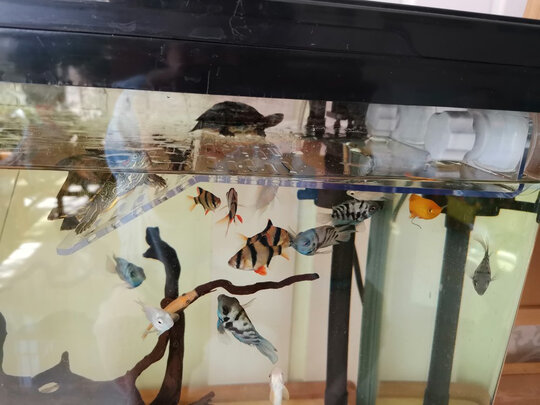 乌龟缸