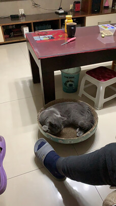 猫窝