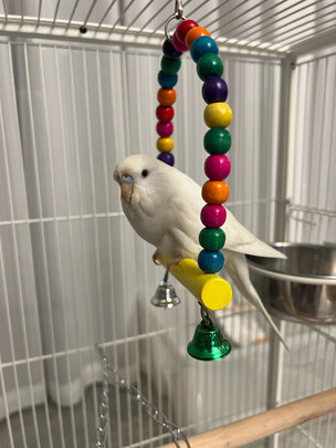 鸟笼