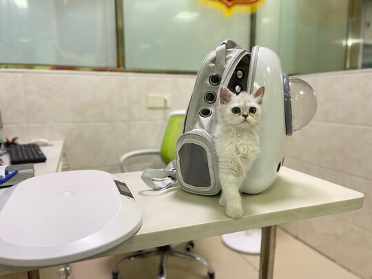 猫包