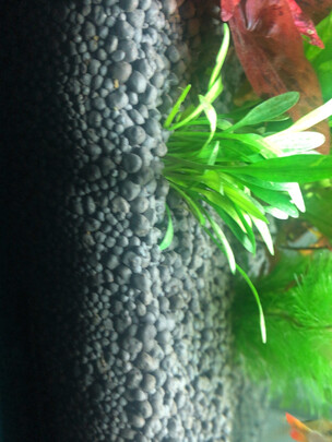水草泥