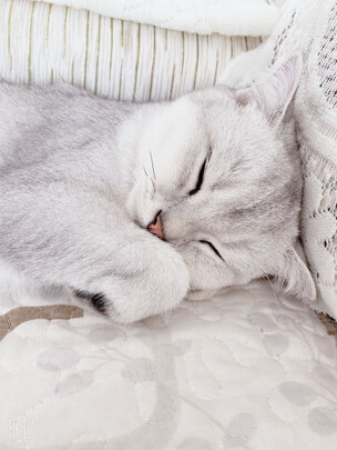 猫粮