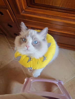 猫项圈