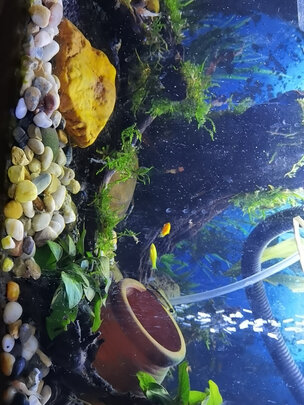 鱼缸刮藻刀