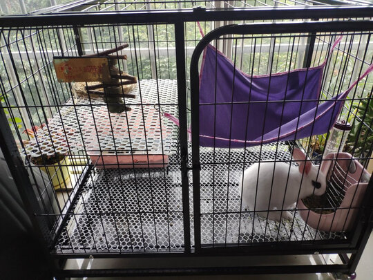  猫笼
