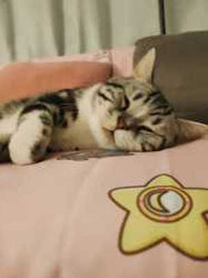 猫砂盆