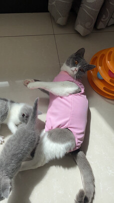猫咪手术服