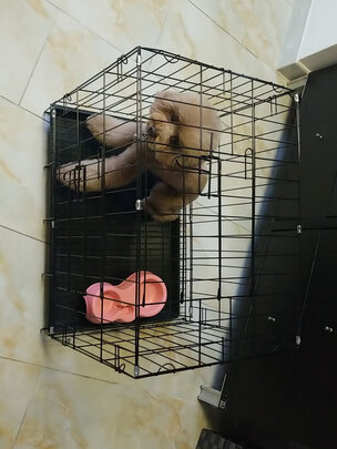  狗笼