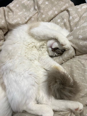 宠物湿巾
