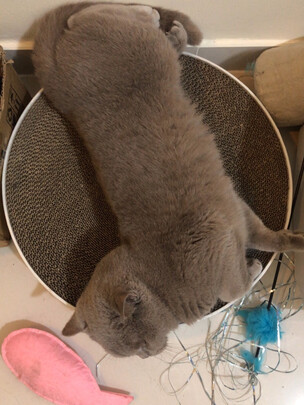 猫窝