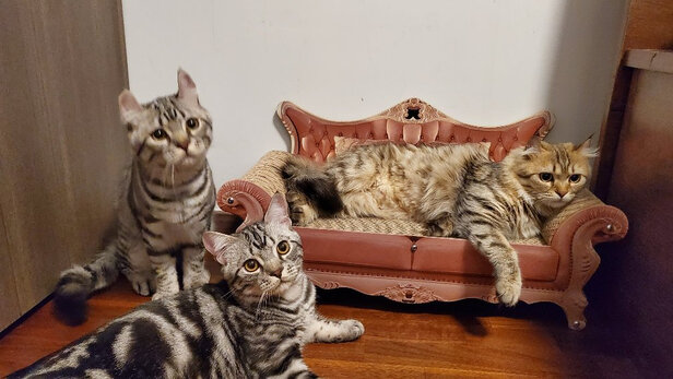 猫窝