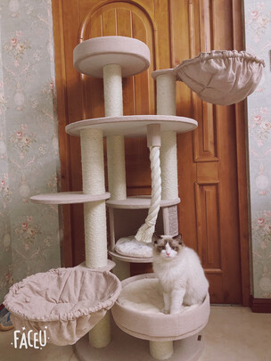 猫爬架