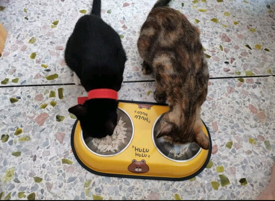猫碗狗碗