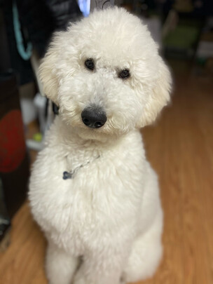狗狗雨衣