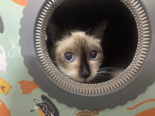 猫窝