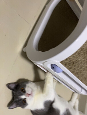 猫窝