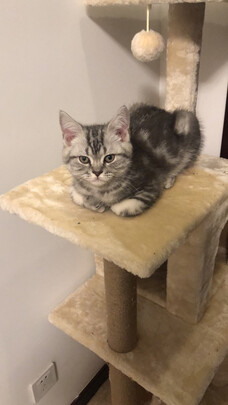 猫爬架
