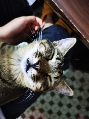 猫粮