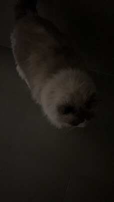 猫砂铲