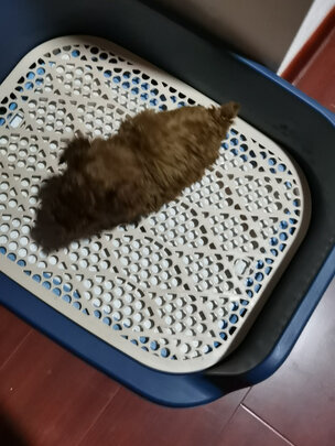 狗厕所