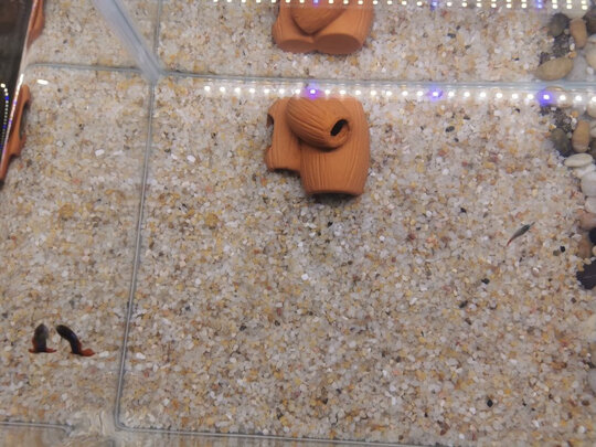 鱼缸鹅卵石