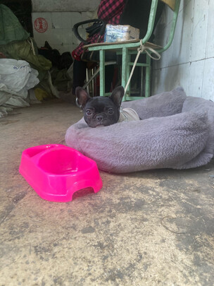 京东京造95抗菌鹅绒被 1.8m 1700g一个月后开始后悔了诉说原因