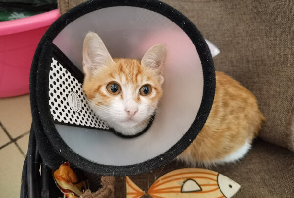 猫项圈