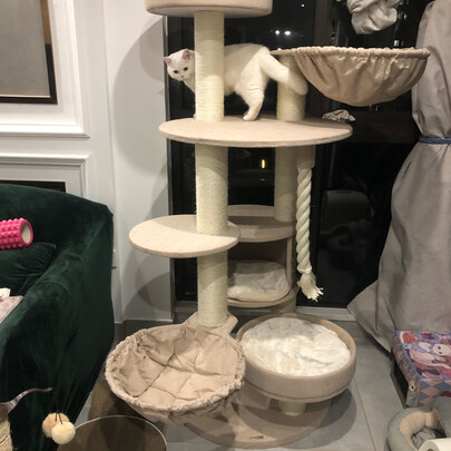 猫爬架
