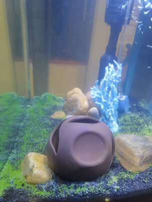 水草泥