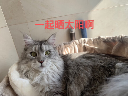 猫爬架