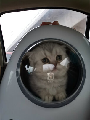 猫包