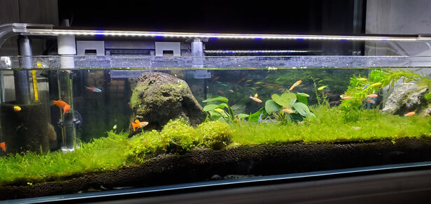 水草泥