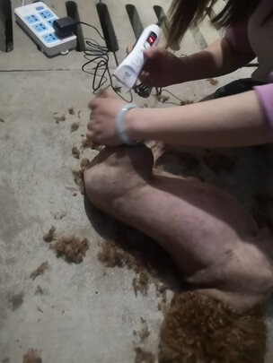 狗狗电推剪