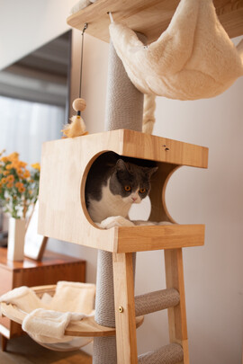 猫爬架
