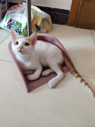猫粮