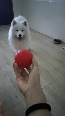 狗狗玩具