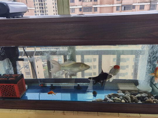 鱼缸潜水泵